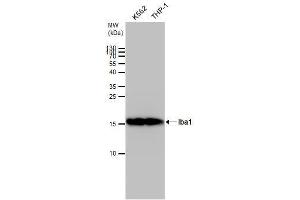 WB Image Iba1 antibody detects Iba1 protein by western blot analysis. (Iba1 Antikörper)