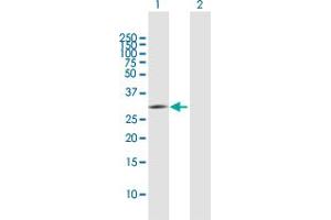 Western Blot analysis of PNO1 expression in transfected 293T cell line by PNO1 MaxPab polyclonal antibody. (PNO1 Antikörper  (AA 1-252))