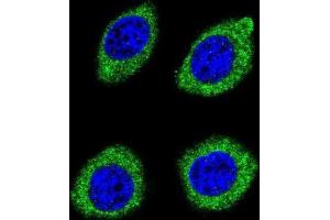 Immunofluorescence (IF) image for anti-Hydroxysteroid (11-Beta) Dehydrogenase 1-Like (HSD11B1L) antibody (ABIN2996215) (HSD11B1L Antikörper)