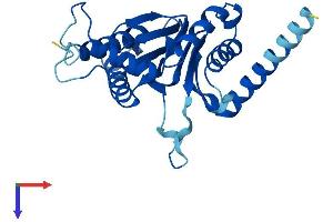 PSMA7 Protein (AA 1-248) (His tag)