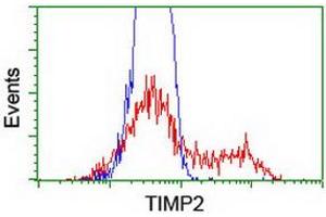 HEK293T cells transfected with either RC209796 overexpress plasmid (Red) or empty vector control plasmid (Blue) were immunostained by anti-TIMP2 antibody (ABIN2455371), and then analyzed by flow cytometry. (TIMP2 Antikörper)