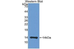 Western Blotting (WB) image for anti-CD40 Ligand (CD40LG) (AA 180-261) antibody (ABIN3209267) (CD40 Ligand Antikörper  (AA 180-261))