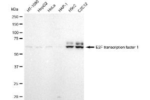 Western blotting analysis using E2F transcription factor 1 antibody (ABIN7798413).