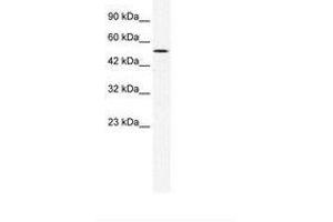 Image no. 2 for anti-Suppressor of Variegation 3-9 Homolog 1 (Drosophila) (SUV39H1) (C-Term) antibody (ABIN202465)