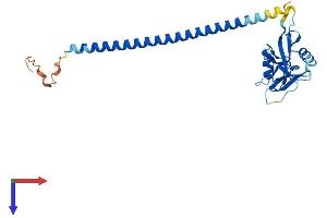 CLEC9A Protein (AA 1-241) (His tag)