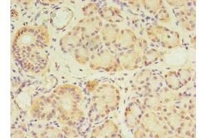 Immunohistochemistry of paraffin-embedded human pancreatic tissue using ABIN7154273 at dilution of 1:100 (GPC4 Antikörper  (AA 19-210))