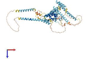 RUNDC1 Protein (AA 1-613) (His tag)