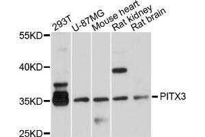 Western blot analysis of extracts of various cell lines, using PITX3 antibody (ABIN5998526) at 1/1000 dilution.