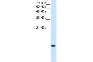 Western Blotting (WB) image for anti-BRICK1, SCAR/WAVE Actin-Nucleating Complex Subunit (BRK1) antibody (ABIN2463416) (BRK1 Antikörper)