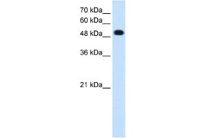 WB Suggested Anti-PTPRR Antibody Titration:  0. (PTPRR Antikörper  (C-Term))