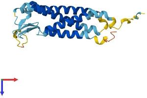 PERP Protein (AA 1-193) (His tag)