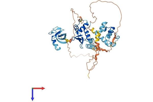 GABPA Protein (AA 1-454) (His tag)