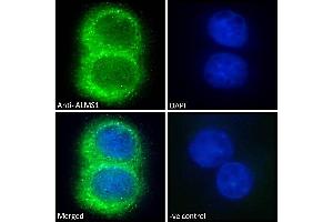 (ABIN184952) Immunofluorescence analysis of paraformaldehyde fixed HepG2 cells, permeabilized with 0. (ALMS1 Antikörper  (C-Term))