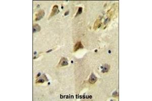 SLC12A5 Antibody (N-term) (ABIN652057 and ABIN2840525) immunohistochemistry analysis in formalin fixed and paraffin embedded human brain tissue followed by peroxidase conjugation of the secondary antibody and DAB staining. (KCC2 Antikörper  (N-Term))