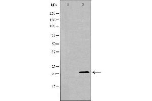 Western blot analysis of testis  using PEBP1 antibody. (PEBP1 Antikörper  (C-Term))