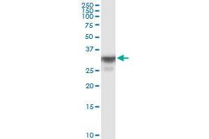OR8B8 MaxPab polyclonal antibody. (OR8B8 Antikörper  (AA 1-311))