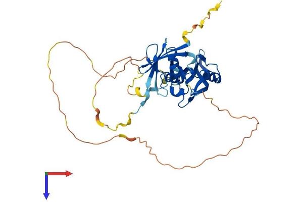 PARD6A Protein (AA 1-346) (His tag)