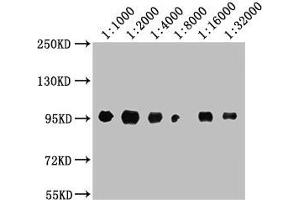Western Blot Positive WB detected in: A549 whole cell lysate All lanes: CD44 antibody at 1:1000, 1:2000, 1:4000, 1:8000, 1:16000, 1:32000 Secondary Goat polyclonal to Mouse IgG at 1/10000 dilution Predicted band size: 82, 4, 78, 77, 81, 79, 75, 54,47, 40, 44, 33, 74, 76, 38, 16 kDa Observed band size: 95 kDa (CD44 Antikörper  (AA 21-220))