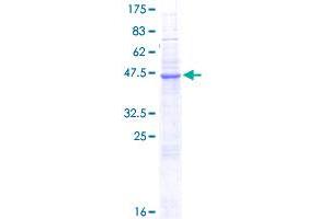 Image no. 1 for Natural Cytotoxicity Triggering Receptor 3 (NCR3) (AA 1-201) protein (GST tag) (ABIN1312145)