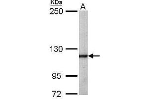 Western Blotting (WB) image for anti-O-Linked N-Acetylglucosamine (GlcNAc) Transferase (UDP-N-Acetylglucosamine:polypeptide-N-Acetylglucosaminyl Transferase) (OGT) (N-Term) antibody (ABIN2856738)