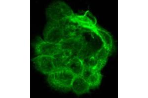 Immunofluorescence (IF) image for anti-alpha Tubulin (TUBA1) (C-Term) antibody (ABIN964563)