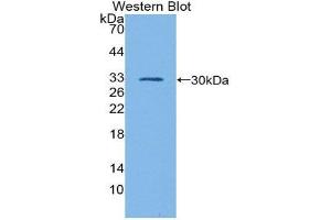 Western Blotting (WB) image for anti-GATA Binding Protein 1 (Globin Transcription Factor 1) (GATA1) (AA 20-265) antibody (ABIN1980404) (GATA1 Antikörper  (AA 20-265))