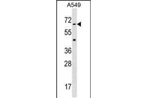 Western blot analysis in A549 cell line lysates (35ug/lane). (STK35 Antikörper  (AA 374-404))