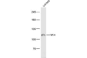 U-87MG lysates probed with NF-H Polyclonal Antibody, Unconjugated  at 1:300 dilution and 4˚C overnight incubation.