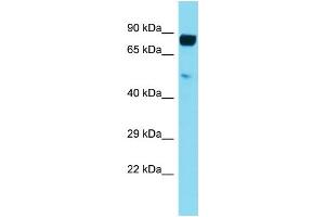 Western Blotting (WB) image for anti-Leukocyte Immunoglobulin-Like Receptor, Subfamily B (With TM and ITIM Domains), Member 5 (LILRB5) (C-Term) antibody (ABIN2791055)
