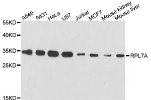 Western blot analysis of extracts of various cell lines, using RPL7A antibody. (RPL7A Antikörper  (AA 1-266))