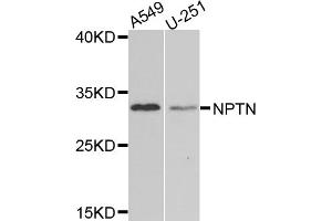 Western blot analysis of extracts of various cell lines, using NPTN antibody (ABIN5974774) at 1/1000 dilution. (NPTN Antikörper)