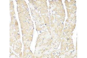 Immunohistochemistry of paraffin-embedded Mouse heart using ATP1B1 Polyclonal Antibody at dilution of 1:100 (40x lens). (ATP1B1 Antikörper)