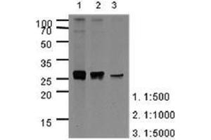 Image no. 1 for anti-Apolipoprotein A-I (APOA1) (AA 25-267) antibody (ABIN950461) (APOA1 Antikörper  (AA 25-267))