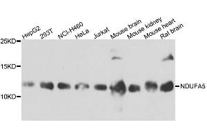 Western blot analysis of extracts of various cell lines, using NDUFA5 antibody. (NDUFA5 Antikörper  (AA 1-116))