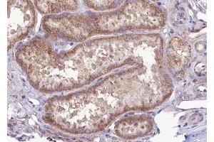 ABIN6272980 at 1/100 staining Mouse kidney tissue by IHC-P. (SEC61G Antikörper  (Internal Region))