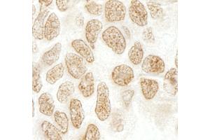 Immunohistochemistry (IHC) image for anti-Peptidylprolyl Isomerase G (Cyclophilin G) (PPIG) (AA 450-500) antibody (ABIN7448814) (PPIG Antikörper  (AA 450-500))