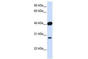 Image no. 1 for anti-ELK3, ETS-Domain Protein (SRF Accessory Protein 2) (ELK3) (AA 252-301) antibody (ABIN6741510) (ELK3 Antikörper  (AA 252-301))
