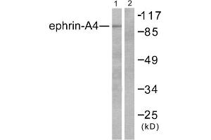 Western blot analysis of extracts from HepG2 cells, using Ephrin-A4 antibody (ABIN5976388). (EFNA4 Antikörper  (C-Term))