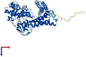 SMYD1 Protein (AA 1-490) (His tag)