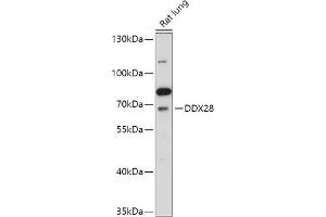 Western blot analysis of extracts of Rat lung, using DDX28 antibody (ABIN7266693) at 1:1000 dilution. (DDX28 Antikörper  (AA 371-540))