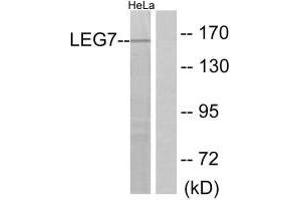 Western blot analysis of extracts from HeLa cells, using LEG7 antibody. (LGALS7 Antikörper)