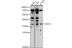 Western blot analysis of extracts of various cell lines, using VISTA antibody (ABIN6132559, ABIN6137720, ABIN6137721 and ABIN6214664) at 1:1000 dilution. (VISTA Antikörper  (AA 33-194))