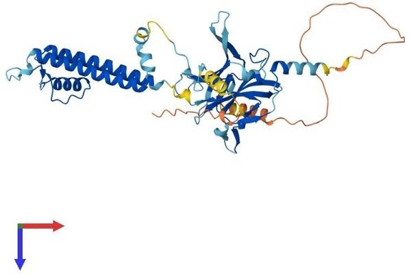 KIR5.1 Protein (AA 1-418) (His tag)