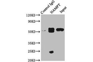 Immunoprecipitating NAMPT in MCF-7 whole cell lysate Lane 1: Rabbit control IgG instead of ABIN7161572 in MCF-7 whole cell lysate. (NAMPT Antikörper  (AA 1-280))