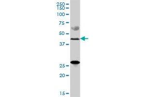 ZDHHC11 MaxPab polyclonal antibody. (ZDHHC11 Antikörper  (AA 1-412))