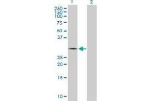 Western Blot analysis of THTPA expression in transfected 293T cell line by THTPA MaxPab polyclonal antibody.