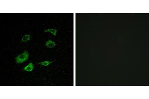 Peptide - +Immunofluorescence analysis of HepG2 cells, using Cyclosome 1 antibody. (APC1 Antikörper)