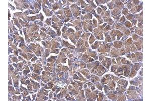 IHC-P Image PHLP antibody detects PHLP protein at cytoplasm on mouse pancreas by immunohistochemical analysis.