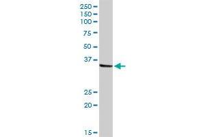 NMI MaxPab rabbit polyclonal antibody. (NMI Antikörper  (AA 1-307))