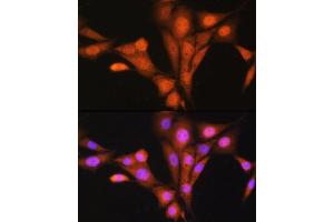 Immunofluorescence analysis of NIH/3T3 cells using  Rabbit pAb (ABIN1678763, ABIN3018040, ABIN3018041 and ABIN6220342) at dilution of 1:100. (ASNA1 Antikörper  (AA 1-348))